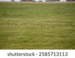 a flock of hundreds of Golden Plover (Pluvialis dominica) on a grassland meadow