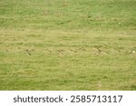 a flock of hundreds of Golden Plover (Pluvialis dominica) on a grassland meadow