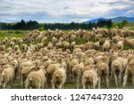 a flock of hundreds of sheep after crossing the highway back to the grass gield in Waitaki district in New Zealand