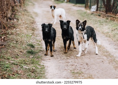 A flock of hungry, shy, curious dogs stand outdoors in nature in the village. Animal photography. - Shutterstock ID 2255279975