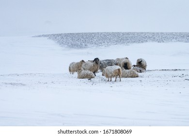 Flock of Icelandic sheep gathered together for shelter in a snow storm