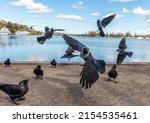 Flock of jackdaws on the embankment of Lake Saimaa in Lappeenranta. Finland