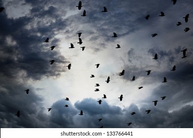 flock of jackdaws on gray and blue moody sky