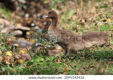A flock of Khaki Campbell ducks. There is the large mother duck and her baby ducklings. They are sitting in the lawn and blending in with the brown autumn leaves on the ground.