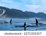 A flock of killer whales swim in the Pacific Ocean against the backdrop of mountains, close-up. Black fins. Kamchatka.
