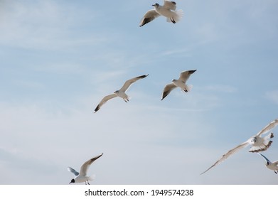 A flock of large, beautiful white sea gulls fly against the blue sky, soaring above the clouds and the ocean, spreading their long wings in the daytime. Spring photography of a bird.