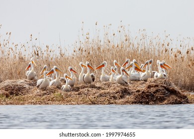 The flock of large Dalmatian pelicans wildlife nesting in the delta of the Volga River, near the Caspian Sea, Astrakhan, Russia.  - Powered by Shutterstock