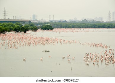 Flock Of Lesser Flamingos At Sewri, Mumbai