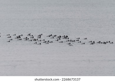 A flock of Lesser Scaups and Redhead Ducks swim near Lake Erie at Port Clinton, Ohio.