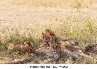 Flock of lions resting in the shade, a hot day - Powered by Shutterstock