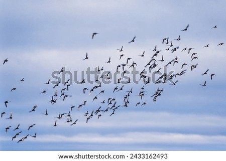 Flock of little auk flying in the sky