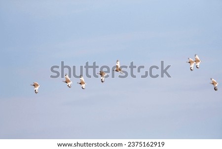 Flock of Little Bustards (Tetrax tetrax) wintering in Extremadura, Spain. A species of open grassland and undisturbed cultivation, with vegetation tall enough for sufficent cover.