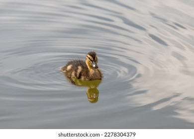 A flock of little ducklings swim under the supervision of a large duck along the pond. Photo of wild nature.