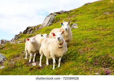 Flock Of Lofoten Sheep On Hills Of Mountains, Norway