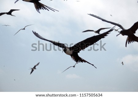 Barn swallows, young and adult birds