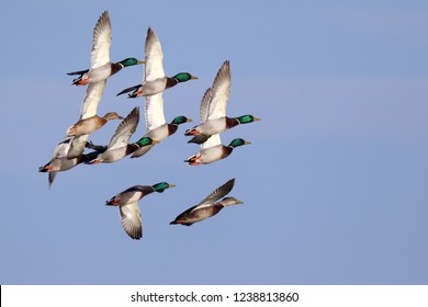 Flock Of Mallard Ducks