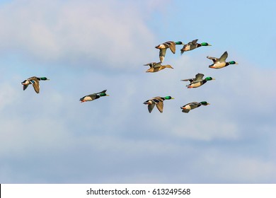 Flock Of Mallard Ducks Flying In The Sky