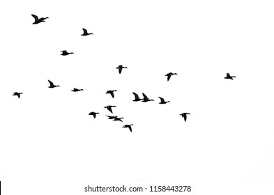 Flock of Mallard Ducks Silhouetted While Flying on a White Background