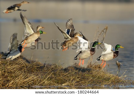 Flock of Mallard Ducks taking off by the river.