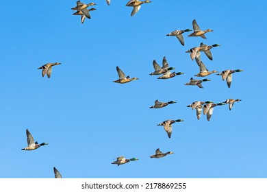 A Flock Of Mallard Flight