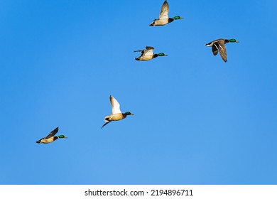 A Flock Of Mallard Male Flight