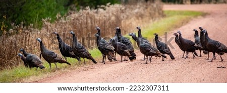 Flock of (Meleagris gallopavo) wild turkeys on a Wisconsin gravel road, panorama