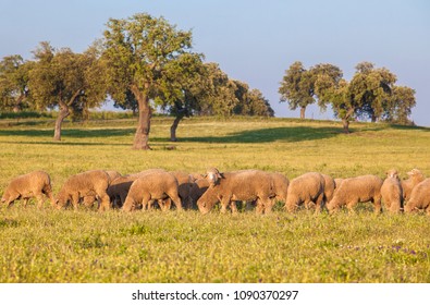 エストレマドゥーラ語 Hd Stock Images Shutterstock