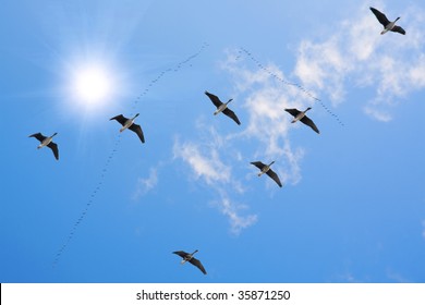 flock of migrating