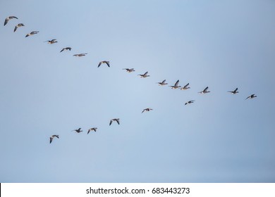 Flock of migrating bean geese flying in v-formation