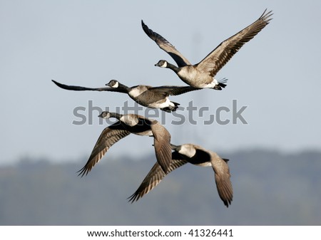 Similar – Foto Bild Gänseschwarm Vogel Natur