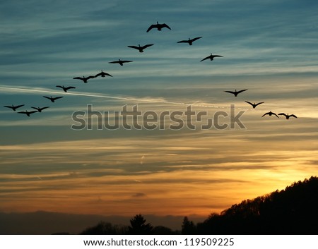 flock of migrating canada geese flying at sunset in a V formation