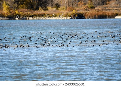 A flock of migrating ducks in a marsh floating on blue water. Brown, yellow vegetation in the background.