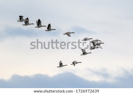 Flock of migrating greylag geese flying in V-formation