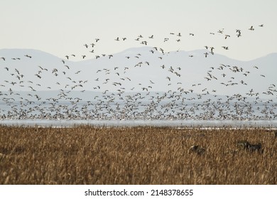A flock of migrating lesser Snow Geese (Anser caerulescens) at liftoff or landing on the ocean near a marsh. Taken on Westham Island near George C. Reifel Migratory Bird Sanctuary in BC, Canada.