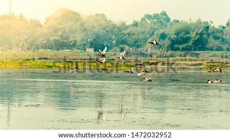 Flock of migratory birds flying over lake. The freshwater and coastal bird species spotted in Western Ghats region of Nelapattu Bird Sanctuary Nellore Andhra Pradesh India. A paradise for avian life.