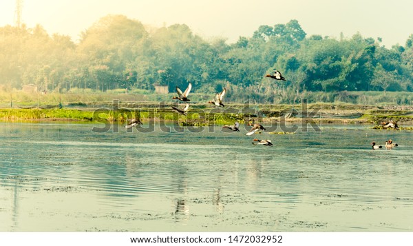 Flock of migratory birds flying over lake. The\
freshwater and coastal bird species spotted in Western Ghats region\
of Nelapattu Bird Sanctuary Nellore Andhra Pradesh India. A\
paradise for avian life.