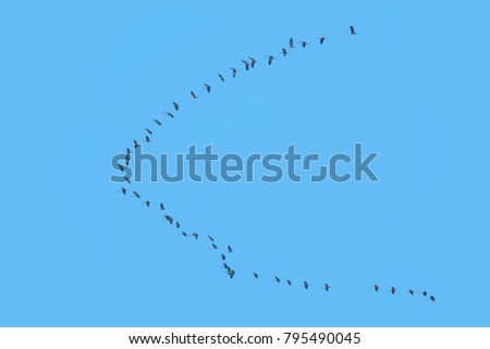 Similar – Sie ziehen III Vogel