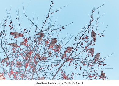 Flock of migratory waxwing birds feeding on fruits on branches of wild apple tree in winter city on background of blue sky. Waxwings have arrived. Bombycilla garrulus