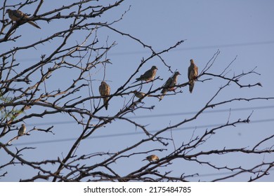 Flock of Mourning Doves perched in the branches of a Honey Mesquite tree.