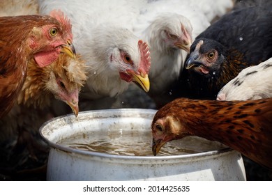 A flock of multicolored hens gathered at a white vessel to drink water.