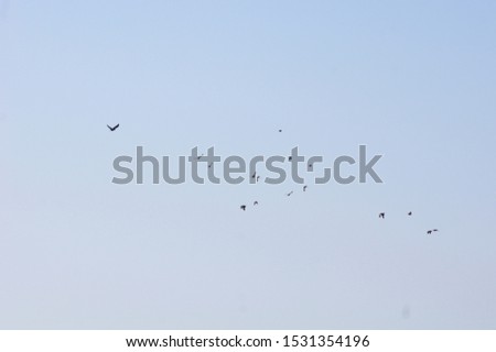 Flock of myna bird flyong flying on sky