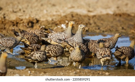 Flock Of Namaqua Sandgrouse Drinking In Waterhole In Kgalagadi Transfrontier Park, South Africa; Specie Pterocles Namaqua Family Of Pteroclidae