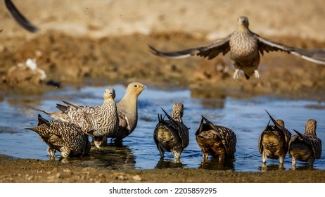 Flock Of Namaqua Sandgrouse Drinking In Waterhole In Kgalagadi Transfrontier Park, South Africa; Specie Pterocles Namaqua Family Of Pteroclidae