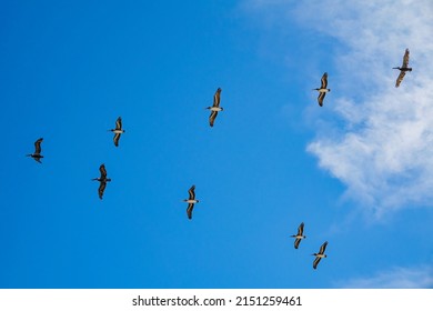 Flock of nine brown pelicans (binomial name: Pelecanus occidentalis) in flight on a partly cloudy afternoon in a coastal area of northeastern Florida. For concepts of mobility, instinct, leadership.