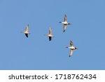 A Flock of Northern Pintail Ducks