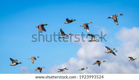A flock of northern pintail ducks 