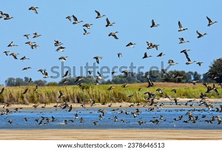 a flock  of northern pintail ducks in flight over little salt marsh on a sunny day in the quivira national wildlife refuge near stafford, in  south central kansas