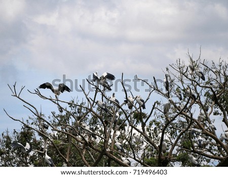 A flock of open billed stork bird perch and winged at the tree on blue sky and white cloud background. A lot of black and white color of Asian openbill bird on the green tree.