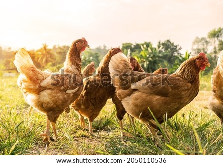 A flock of Organic Free Range wild Brown Chickens on a traditional poultry farm walking on a Grass field at sunset with background of a natural tree. Agriculture nature farm concept. Selective focus.