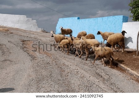 flock os sheeps walking for a street in a Morocco village